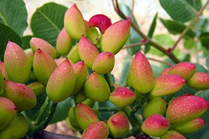 American Pistachio Growers